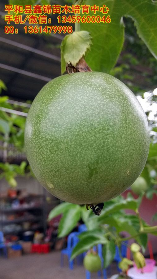 江西、广东、浙江、湖南适合种植黄金百香果吗