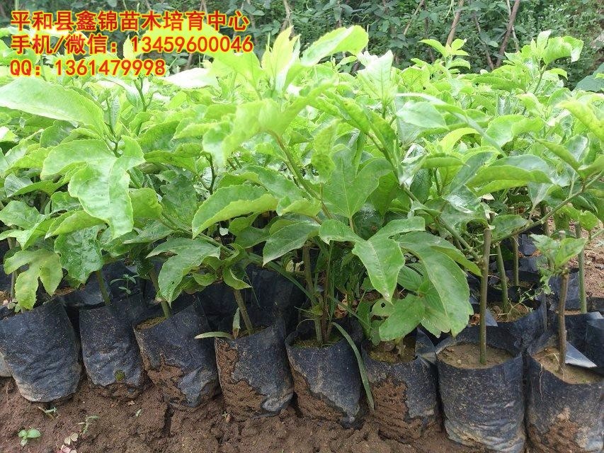 江西、广东、浙江、湖南适合种植黄金百香果吗