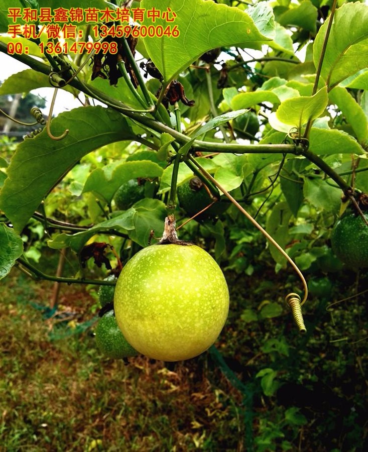 江西、广东、浙江、湖南适合种植黄金百香果吗