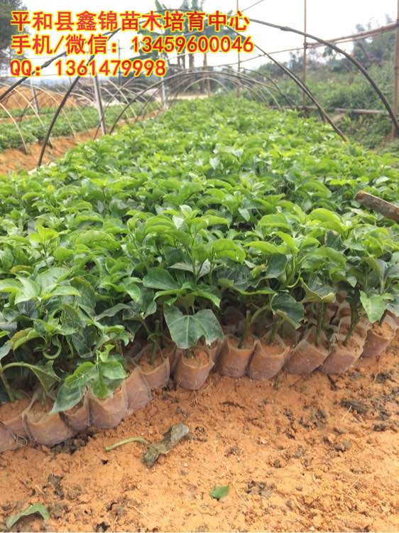 种什么品种的百香果好|纯正黄金百香果苗