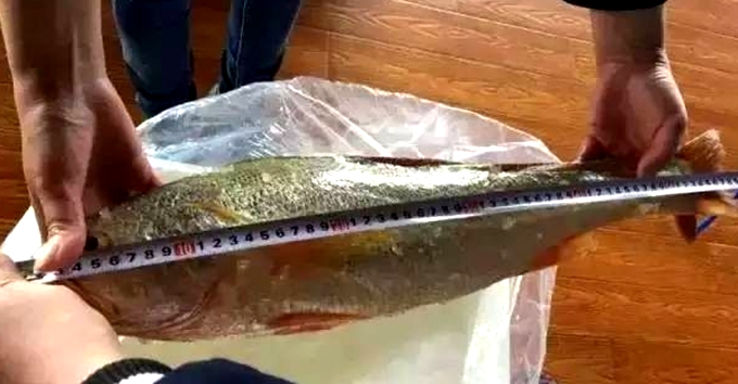 渔民捕获5斤大黄鱼 将拍出高价