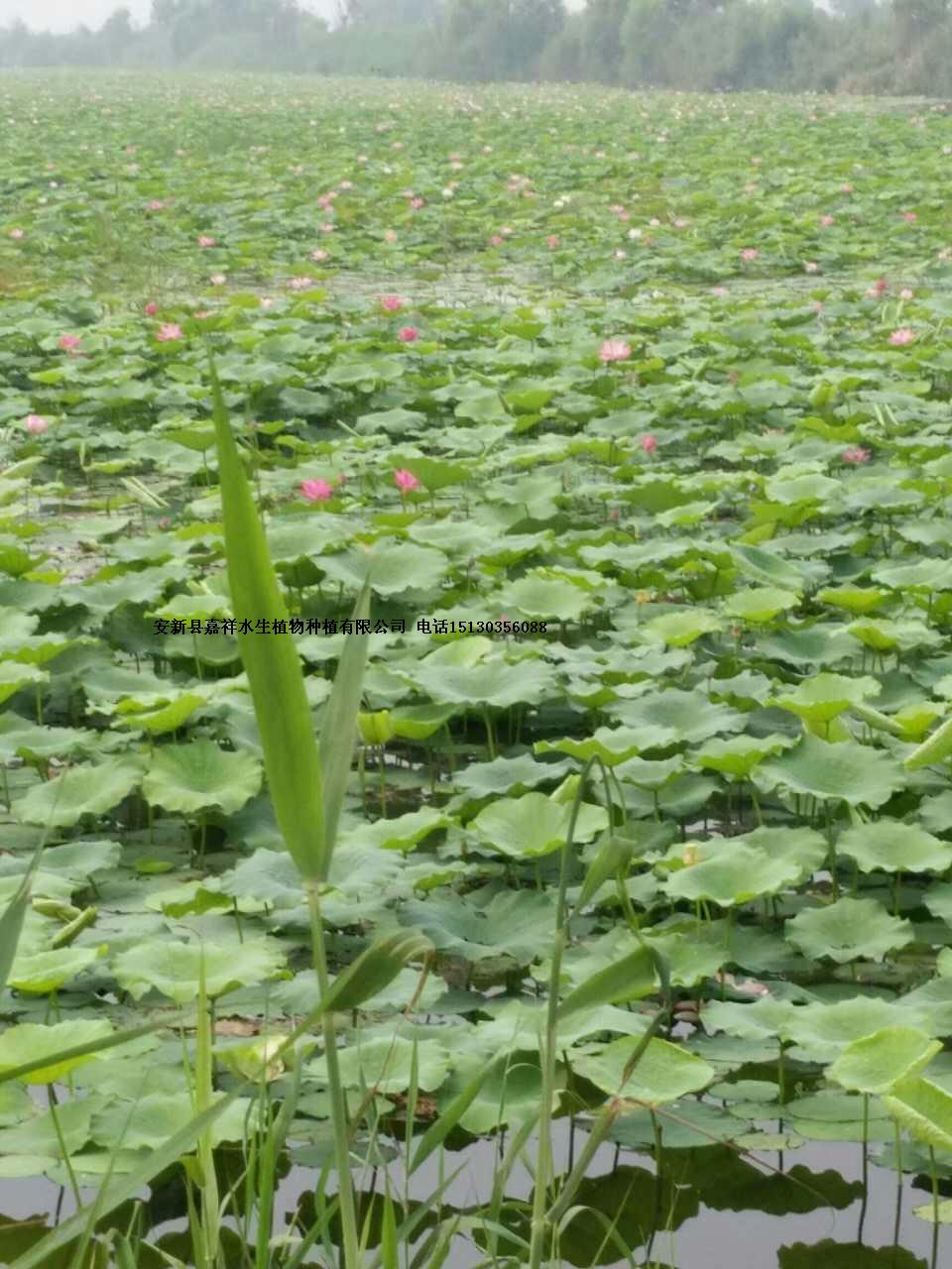 荷花苗批发 荷花苗价格荷花苗厂家 荷花苗基地 荷花苗