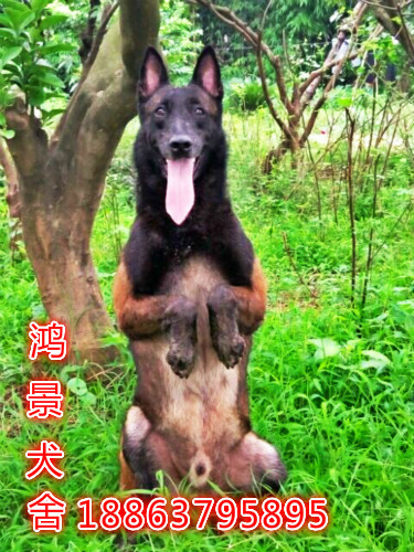 马犬_meitu_30.jpg