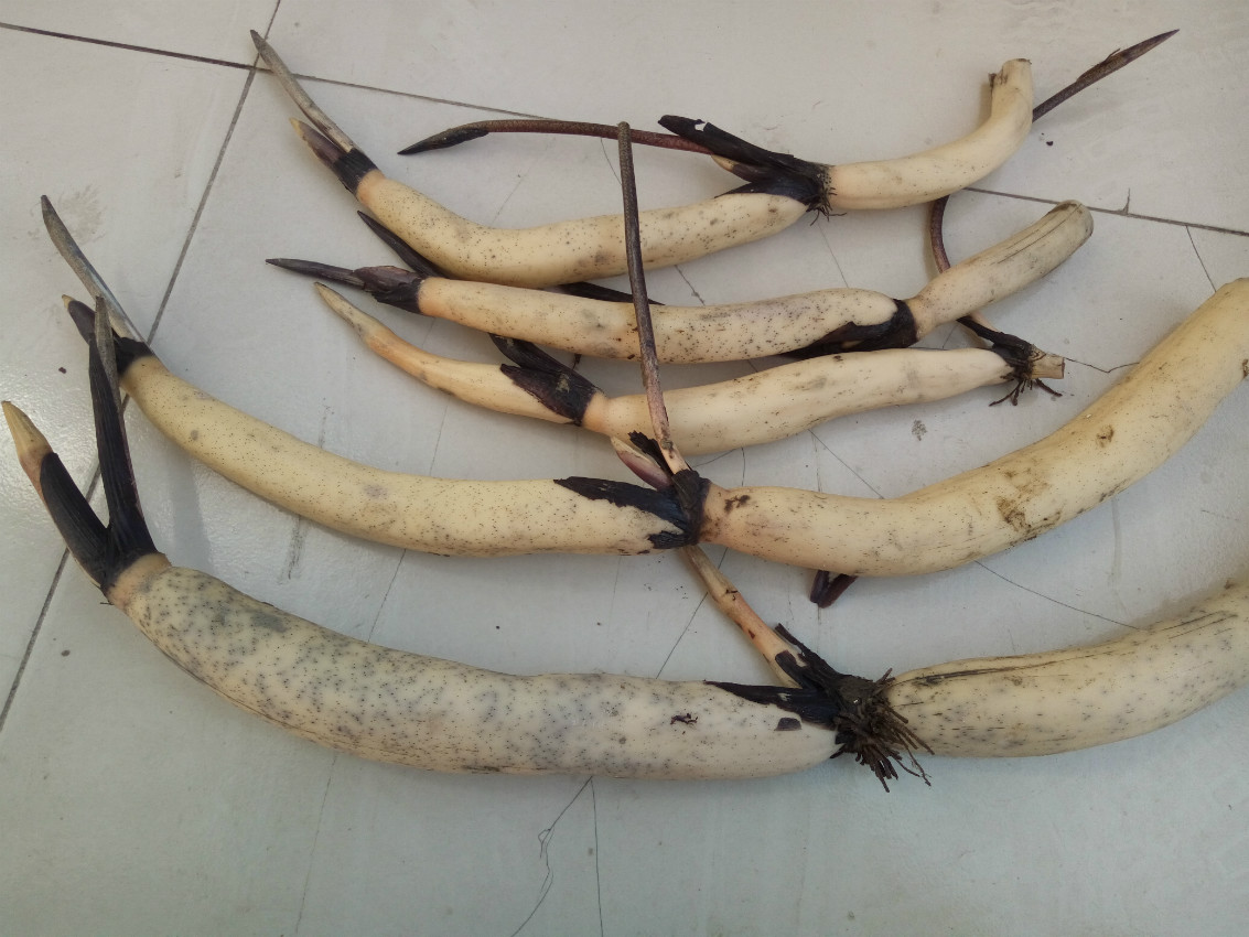 2017荷花苗、荷花藕苗、荷花藕种、盆栽花卉种植最新报价