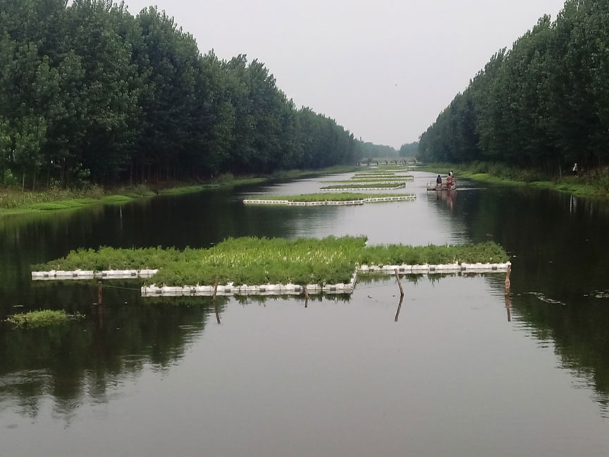 德州齐河宣章镇浮岛.jpg