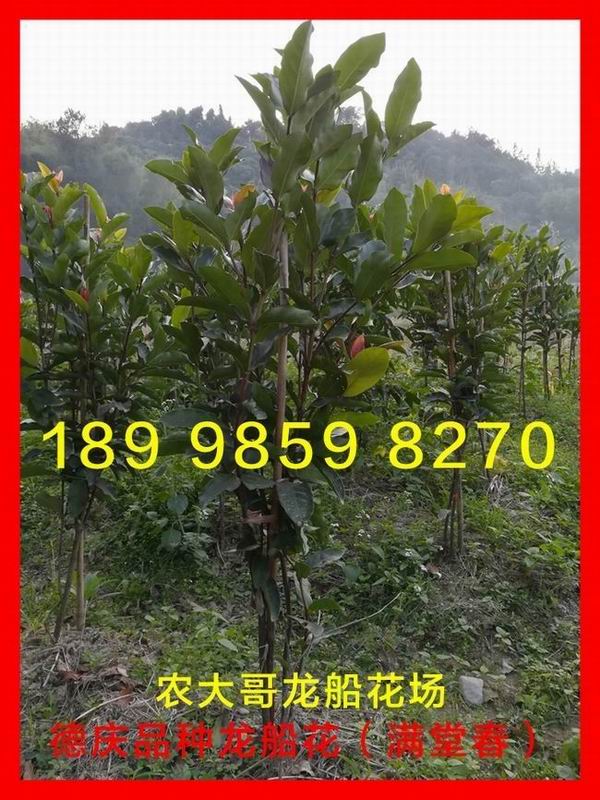 龙船花插图2.jpg