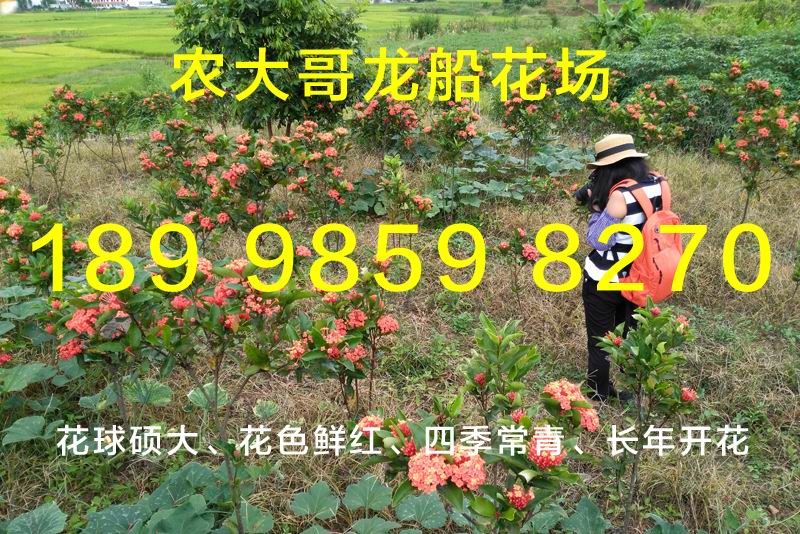 龙船花插图6.jpg