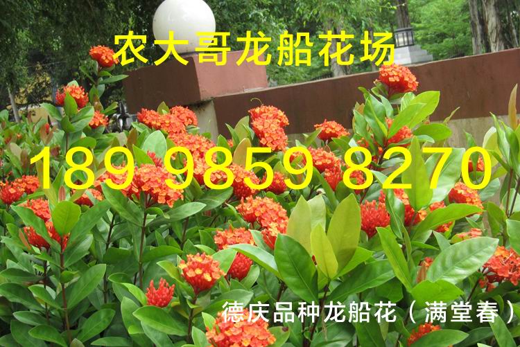 龙船花插图8.jpg