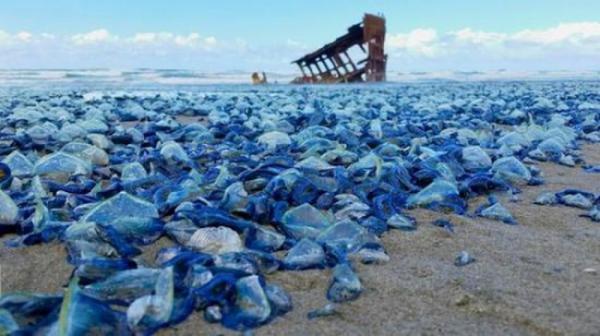 水母搁浅.jpg