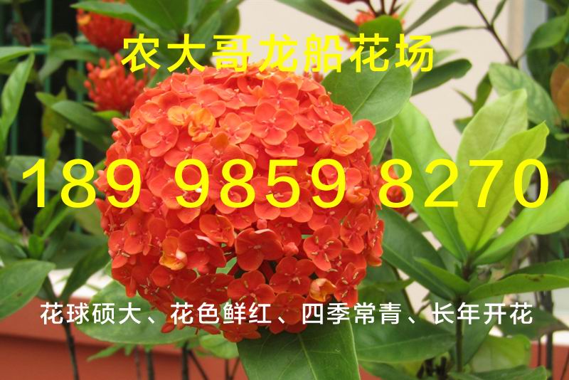 龙船花插图3.jpg