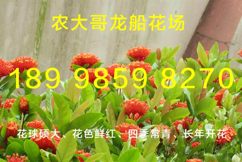 龙船花插图4.jpg