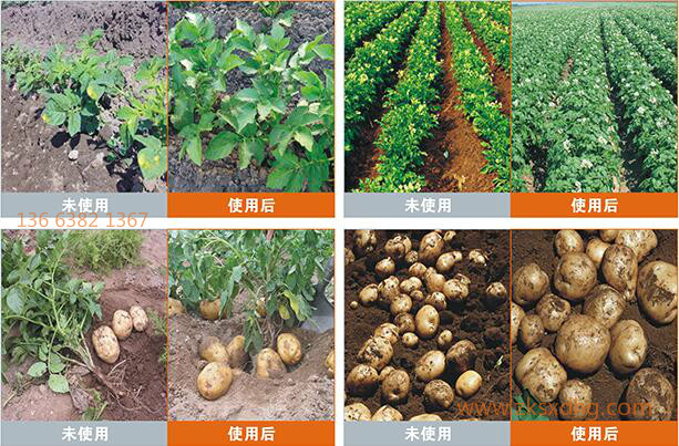 鹰派生物土豆膨大增产剂使用前后对比.jpg