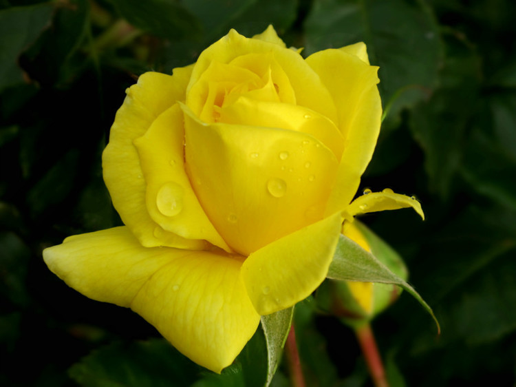 兴遇黄玫瑰