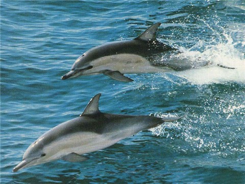 海豚.jpg