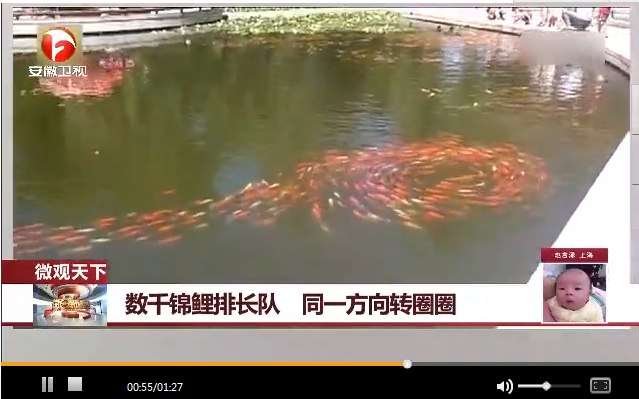 数千锦鲤排长队转圈圈