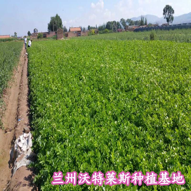 基地照片.jpg