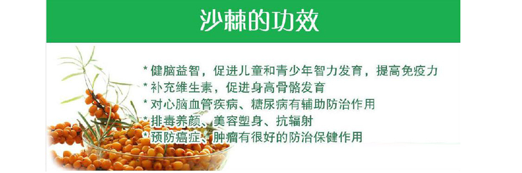 沙棘插图.png