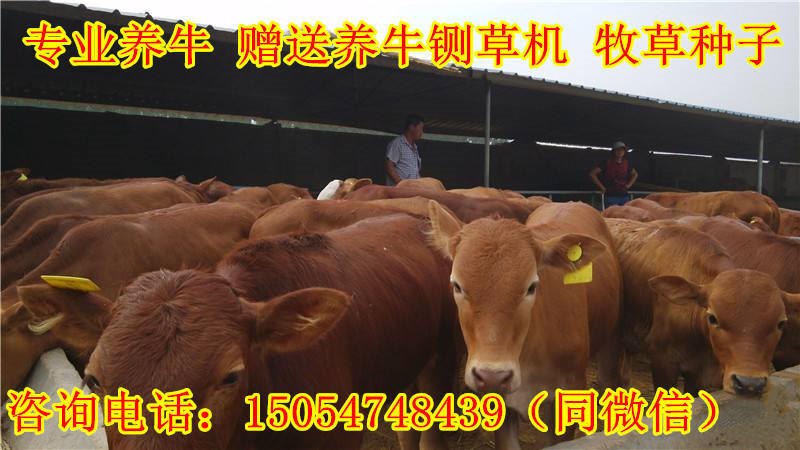 tim0537678610.jpg