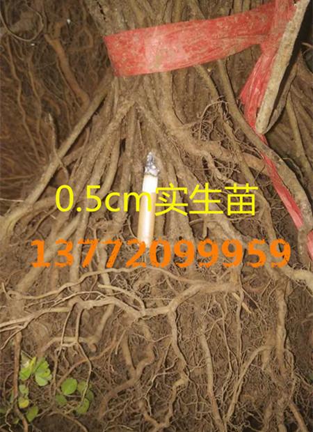 0.5cm 实生苗.jpg