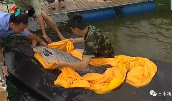 7.20臭氧油抗菌剂2.png