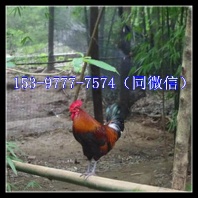 血毛1_电话.jpg