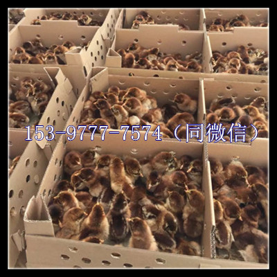 血毛出壳苗.jpg