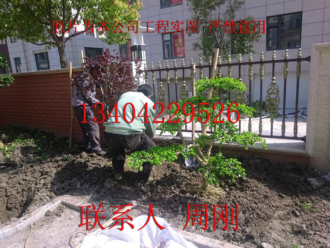 阳 (8) - 380kb.jpg
