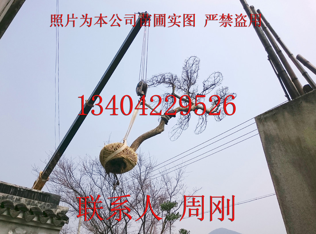 九(2) - 279kb.jpg