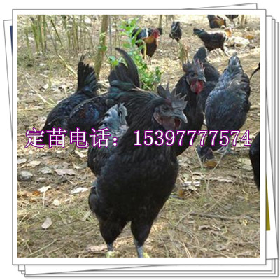 五黑一绿.jpg
