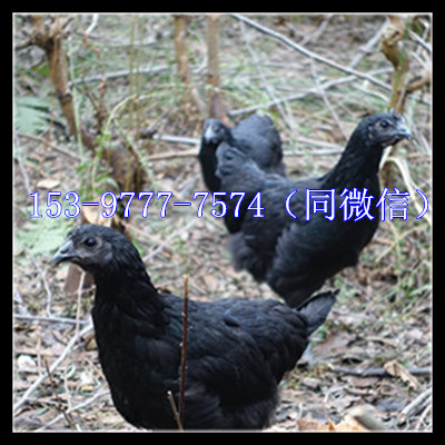 五黑一绿_电话.jpg