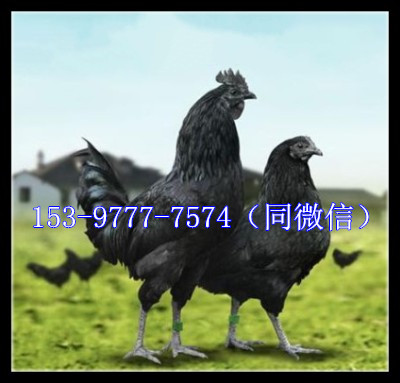 绿壳蛋鸡苗1_副本.jpg