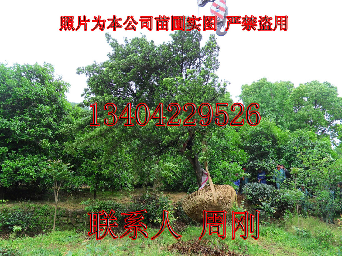罗汉松 大树 484kb.jpg
