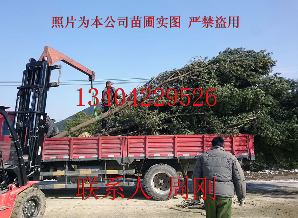罗汉松02 - 194kb.jpg