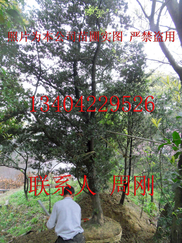 嘉 (4) - 391kb.jpg