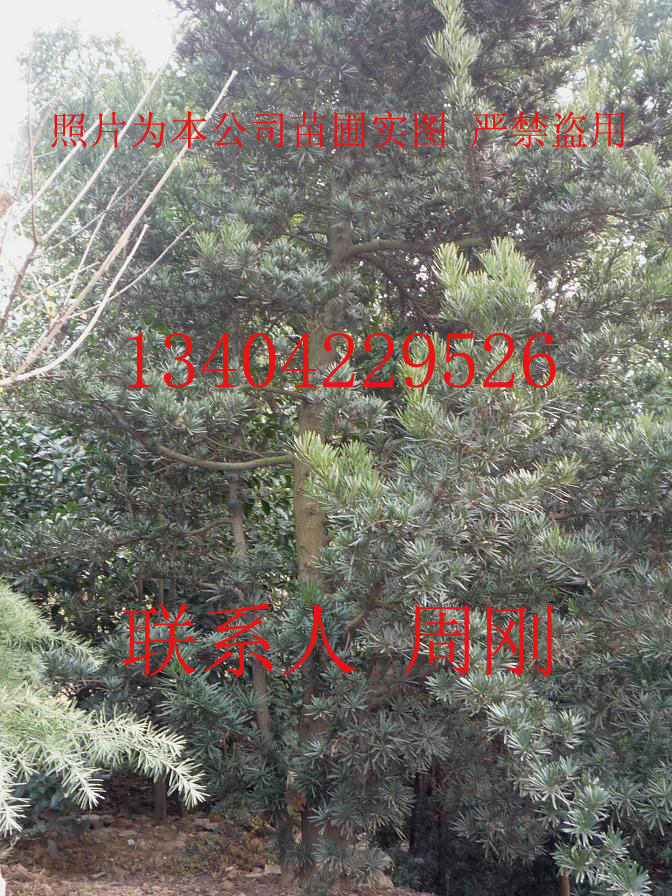 罗汉松树 228kb.jpg