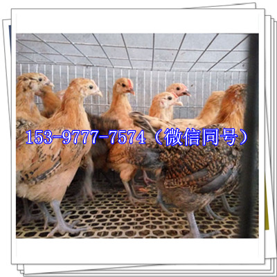 脱温鸡苗1.jpg