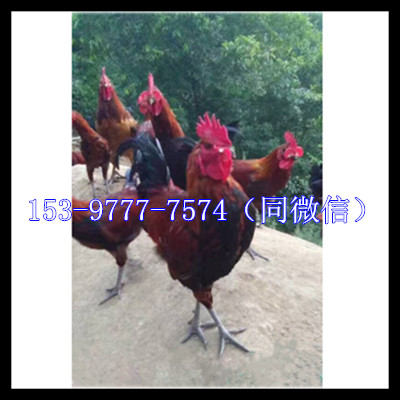 血毛.jpg