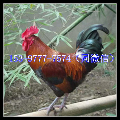 血毛_电话.jpg