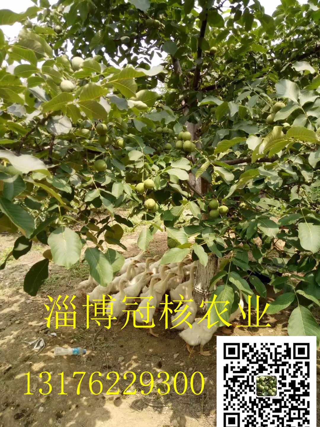 1502517459120285.jpg