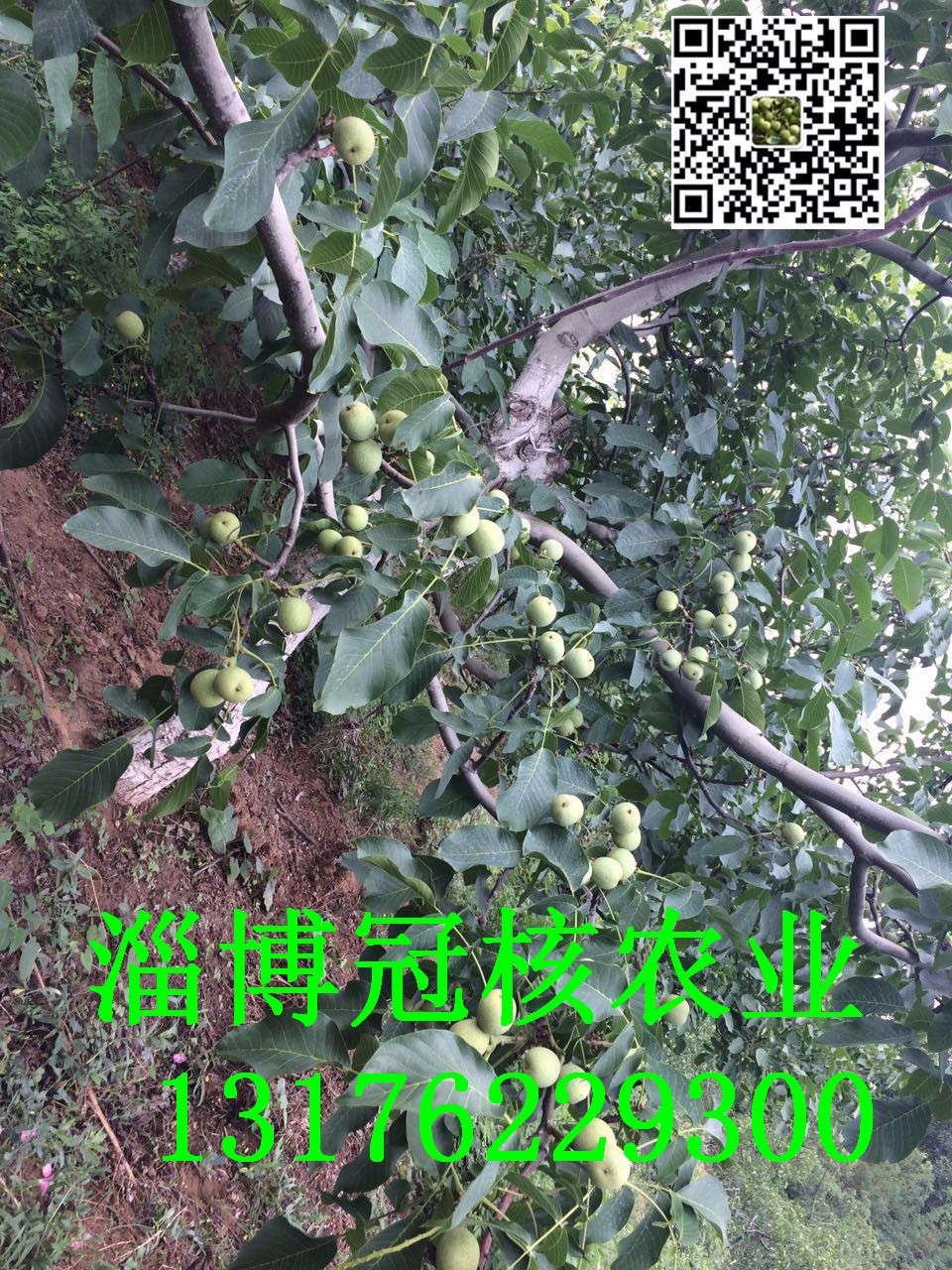 1502517461824795.jpg