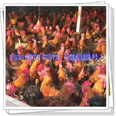 土鸡.jpg