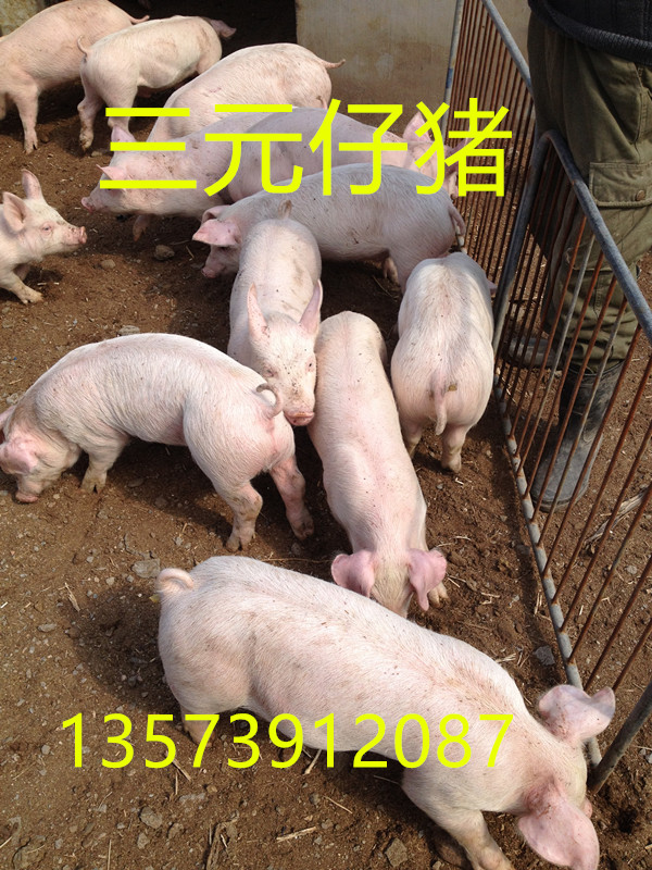 1503445244898272.jpg 668949C4-6E95-48FE-AB35-A201C9E5B076_副本.jpg