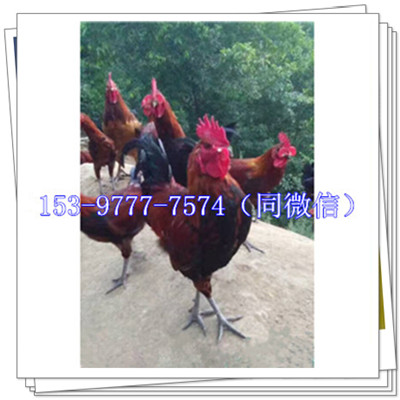 血毛.jpg
