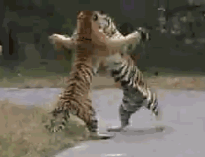 006pzHQ3gy1fjukwcvvfzg30840687g8.gif