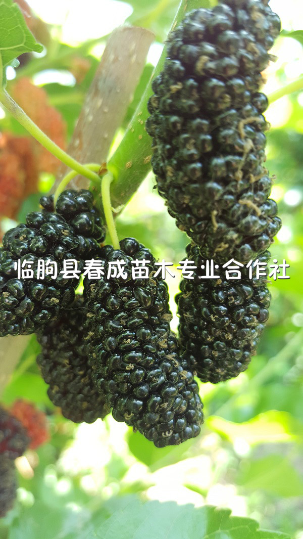 果桑苗2.jpg