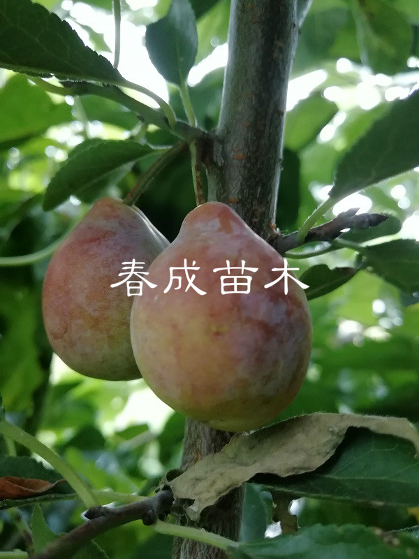 西梅苗2.jpg