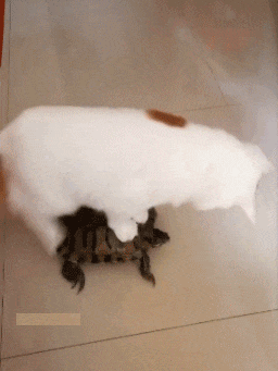 t01565f39b6285803a4.gif