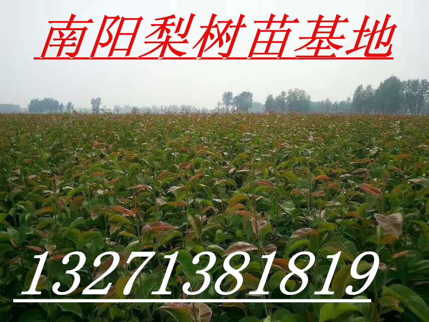 梨苗jpg_副本.jpg