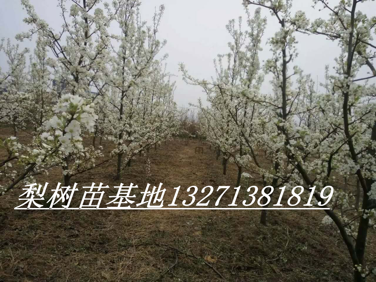 梨花_副本.jpg