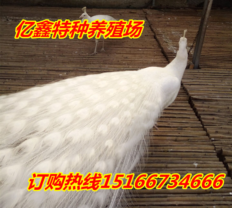919B1DF822BB0547670FAC545E9CE50F_副本_副本.jpg